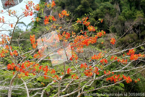 Image of Tropical Flowers
