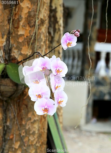 Image of Tropical Flowers