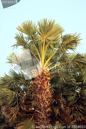 Image of tropical palm trees