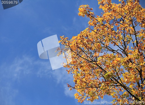 Image of  Colorful maple leaves in autumn