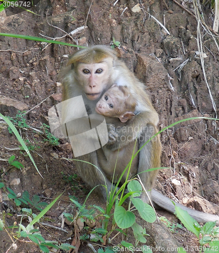 Image of Toque macaque