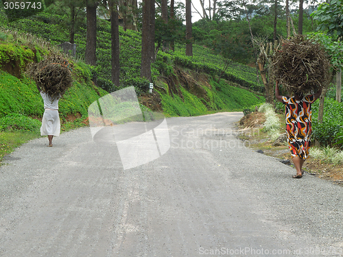 Image of women carrying brushwood