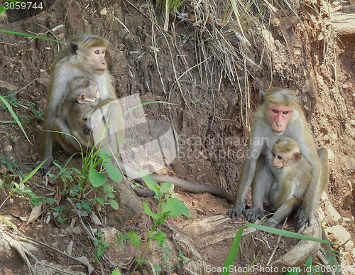 Image of Toque macaques