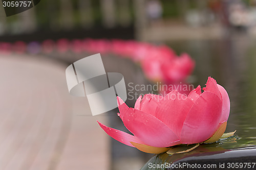 Image of Lotus Flower