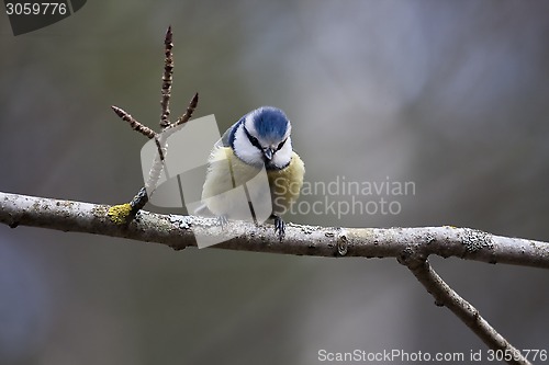 Image of blue tit