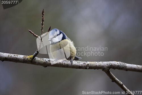 Image of blue tit