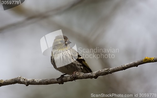 Image of female siskin