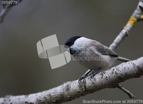 Image of marsh tit