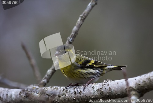 Image of male siskin