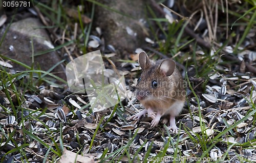 Image of garden mouse