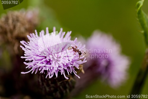 Image of ant