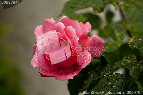 Image of pink rose