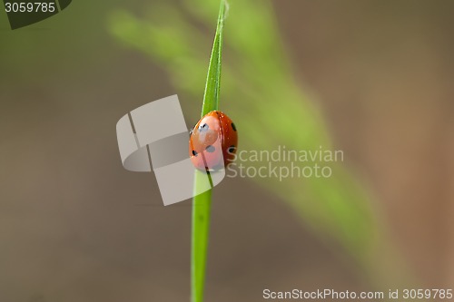 Image of lady bird on straw