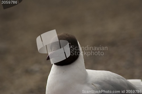 Image of black headed gull