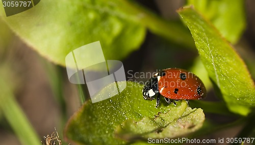 Image of lady bird