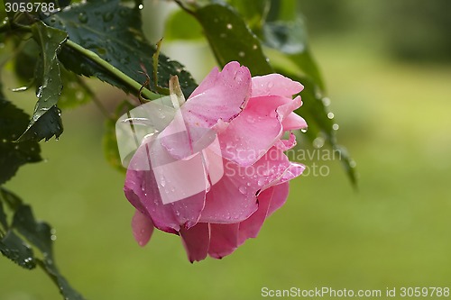 Image of pink rose