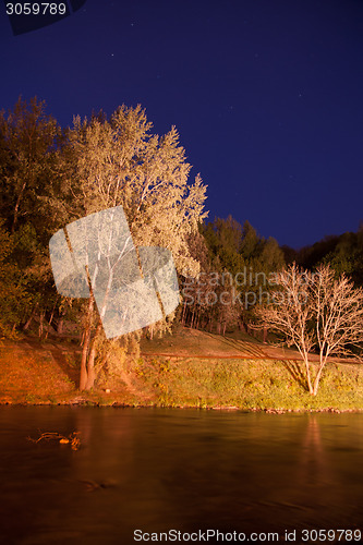 Image of Night trees in park