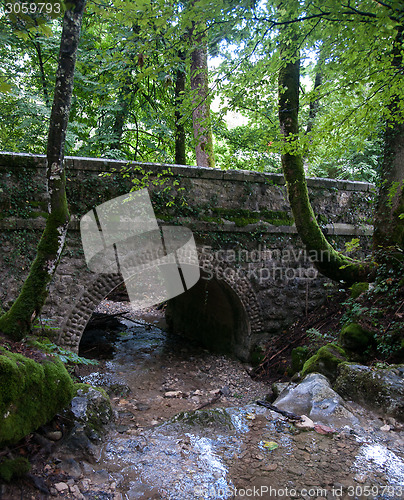 Image of France Savoie forest walks