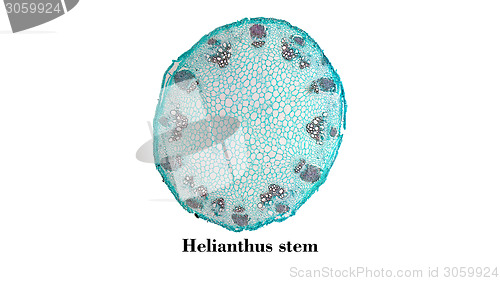 Image of Heliansthus stem micrograph