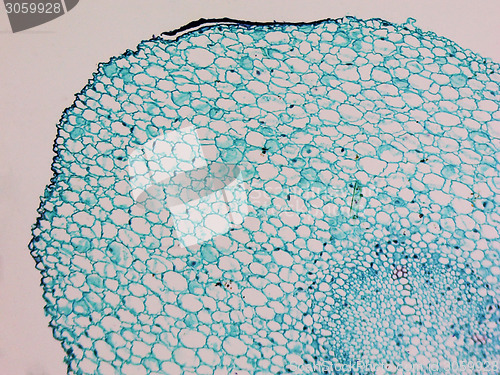 Image of Vicia faba root micrograph