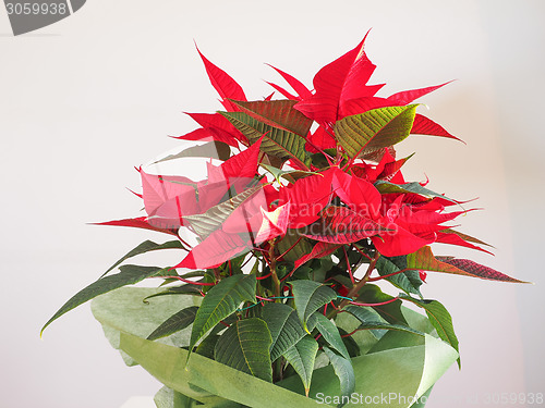 Image of Poinsettia Christmas star