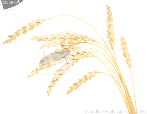 Image of wheat
