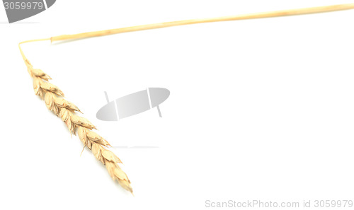 Image of wheat