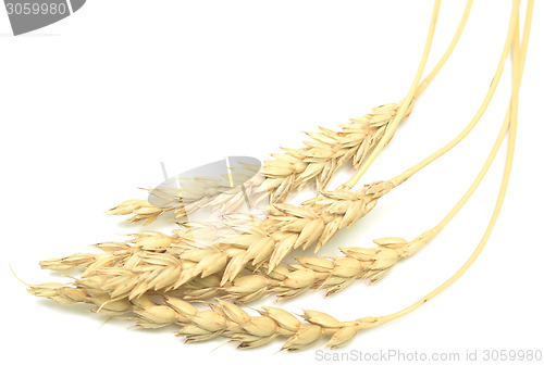 Image of wheat