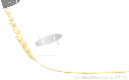Image of wheat