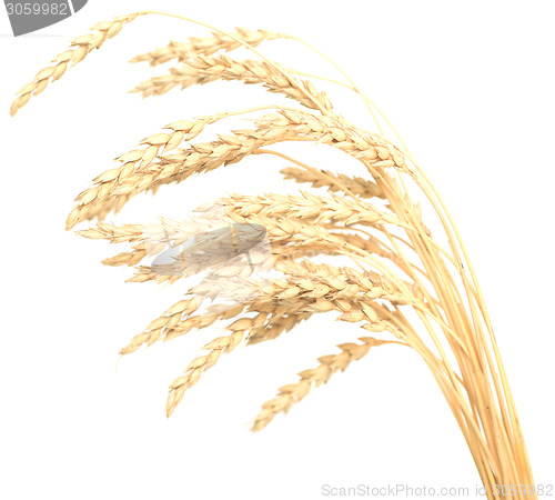 Image of wheat