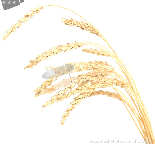 Image of wheat