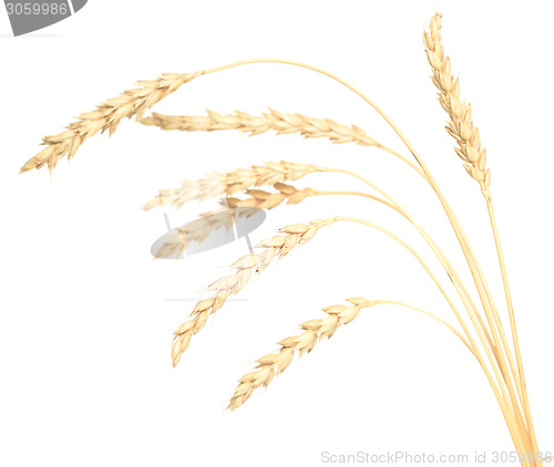 Image of wheat
