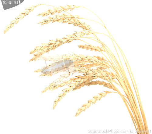 Image of wheat