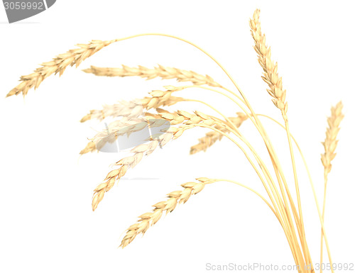 Image of wheat