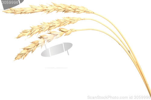 Image of wheat