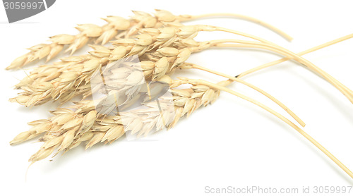 Image of wheat