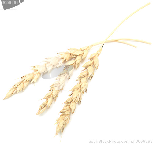 Image of wheat