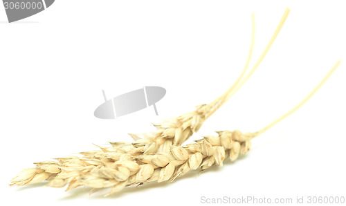 Image of wheat