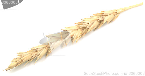 Image of wheat