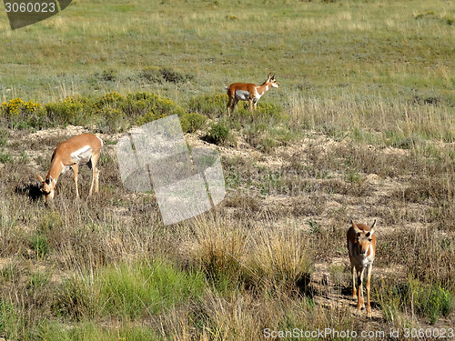 Image of Three Mule Deers in Bryce Canyon National Park