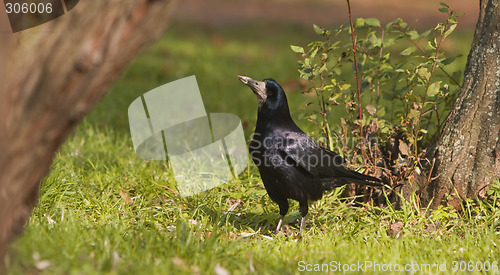 Image of The crow