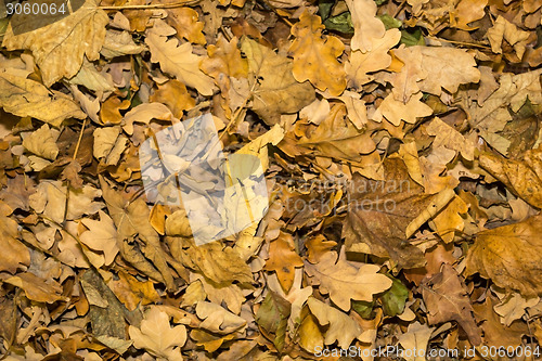 Image of Background of yellowish fallen leaves in autumn