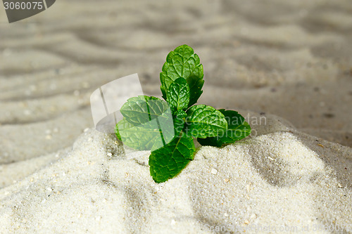 Image of Fresh mint leaves