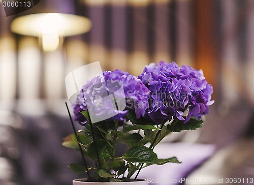 Image of living flowers in the interior 