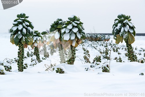 Image of Brussels sprouts in snow