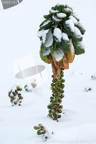 Image of Brussels sprout in snow