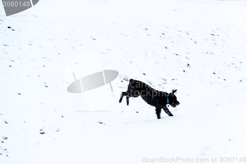 Image of Dog jumping in snow
