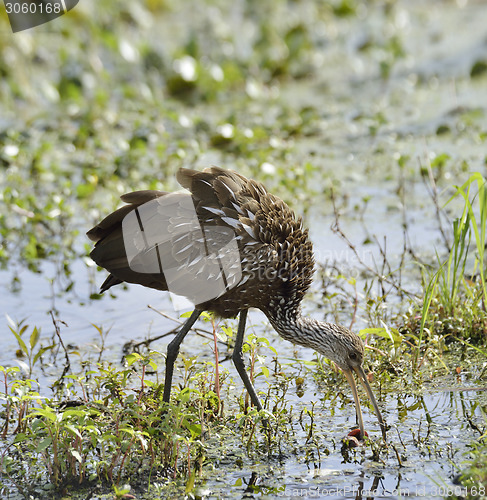 Image of Limpkin Bird