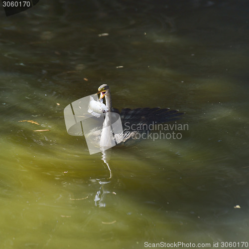 Image of Anhinga Feeding