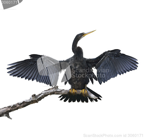 Image of Anhinga Bird